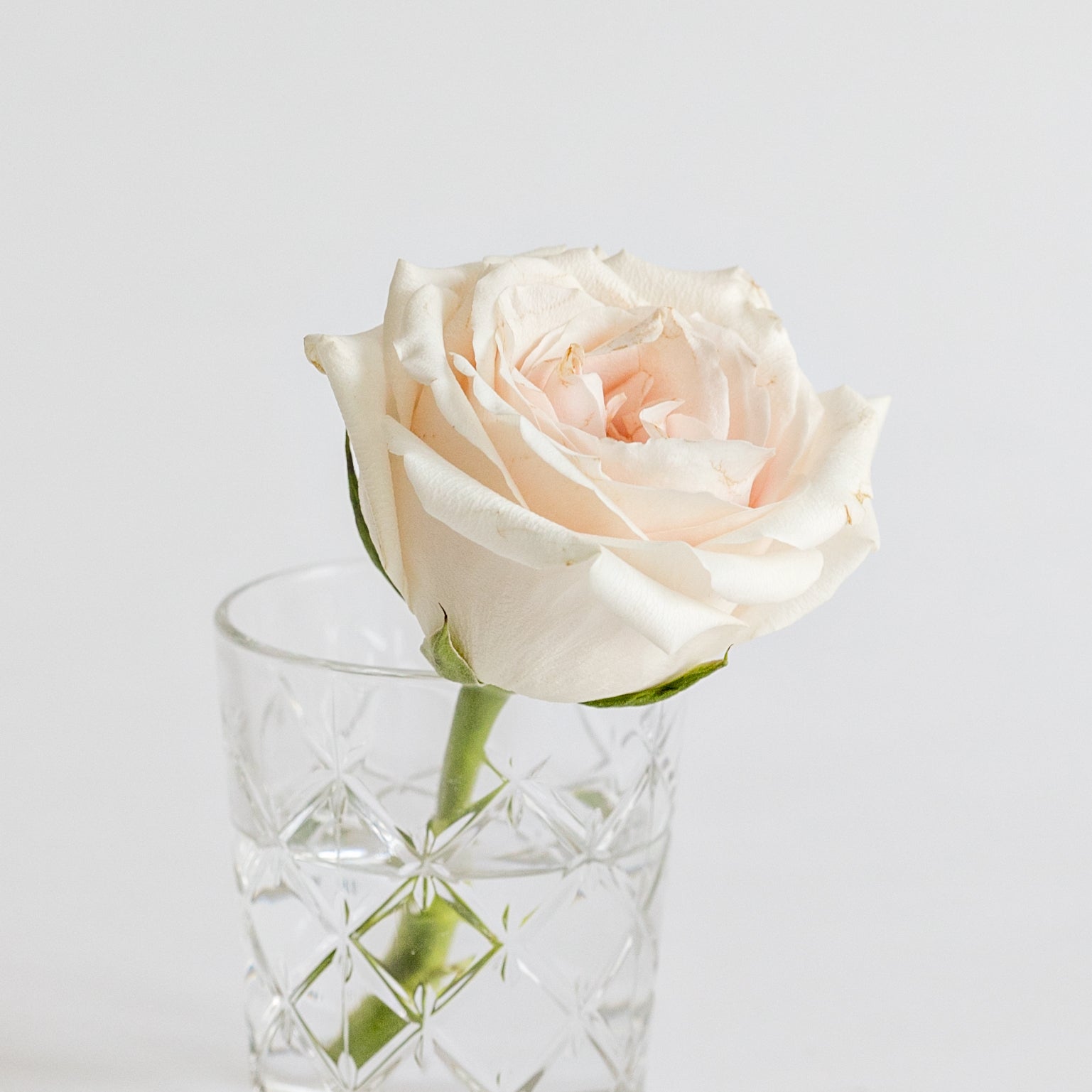 Image of a rose in a glass of water