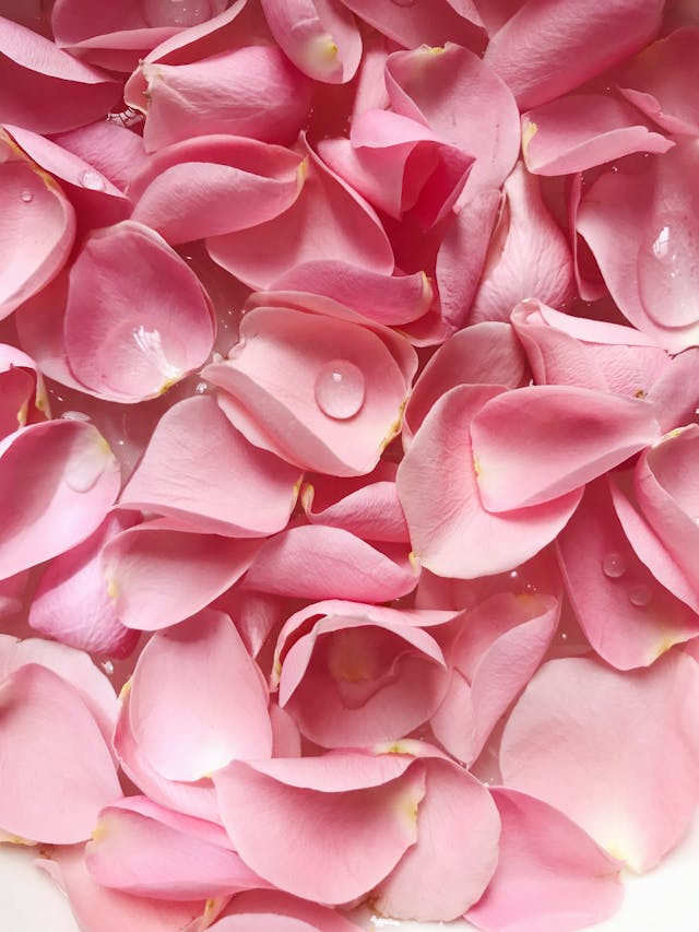 A large scattering of pink rose petals with dew.